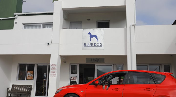 Blue Dog Accommodation