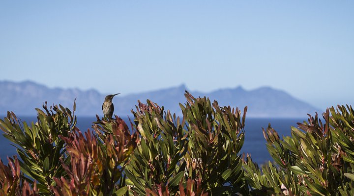 The Penguin Cove Sea Lodge