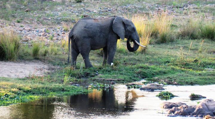 Kruger View Tree House