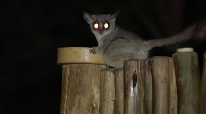 Bush Baby Lodge