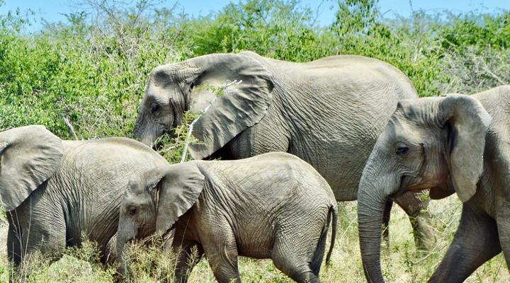 3 day Kruger Park Safari & Panorama Route 