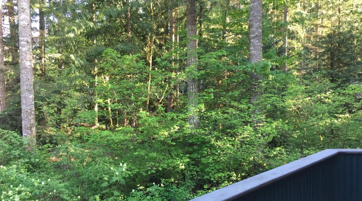 Glacier Springs Cabin #54