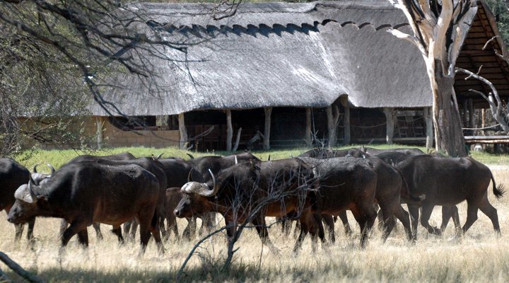 Bomani Safari Camp
