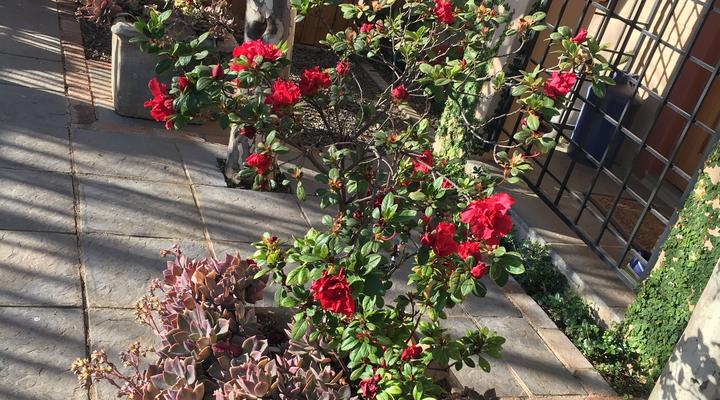 Tranquility in the heart of it