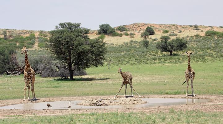 Kgalagadi Lodge