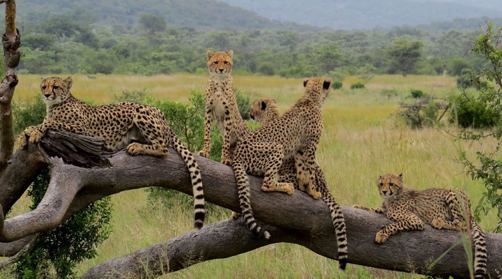 Wild Ivory Eco Lodge