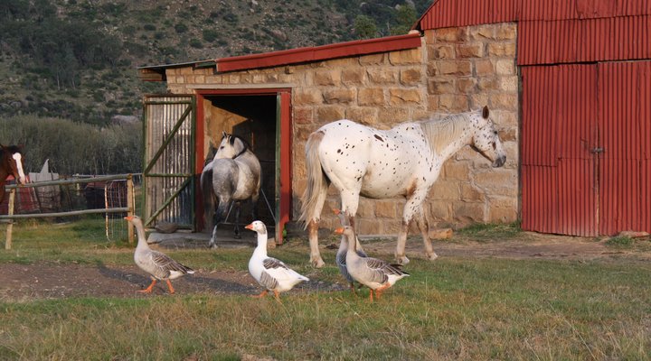 Blackwoods Farm Cottage