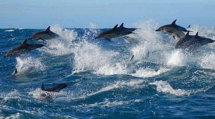 Schoenmakerskop Self-catering Apartments