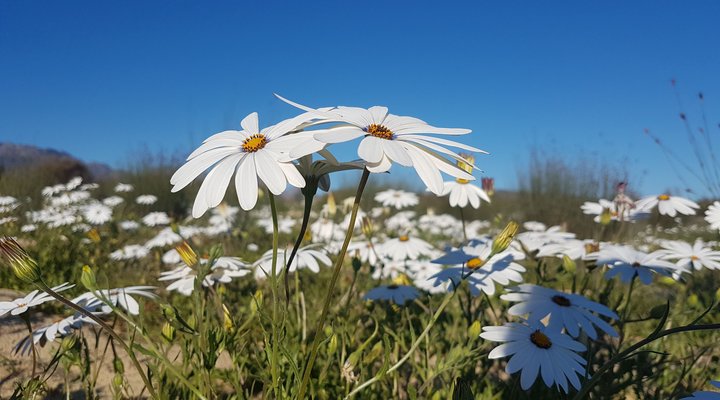 Daisy Cottage - Clanwilliam