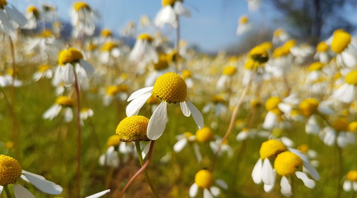 Daisy Cottage - Clanwilliam