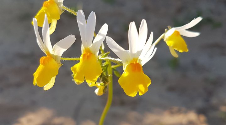 Daisy Cottage - Clanwilliam