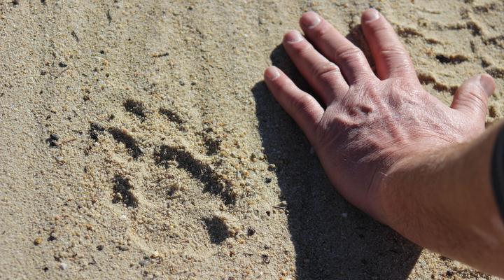 Klipspringer McGregor