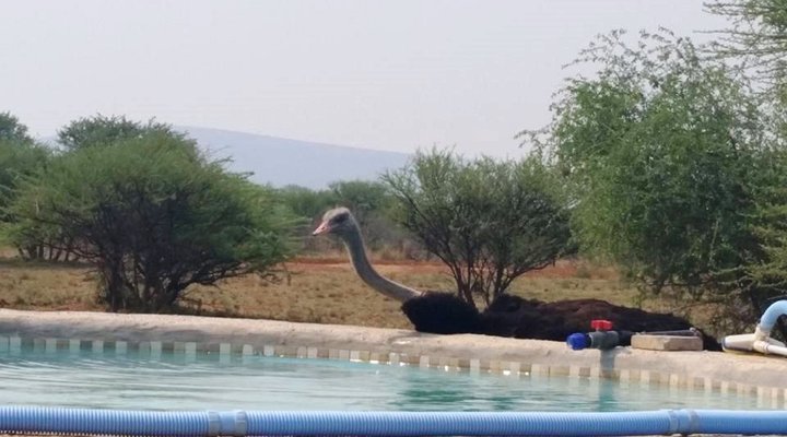 Maroela Bush Camp