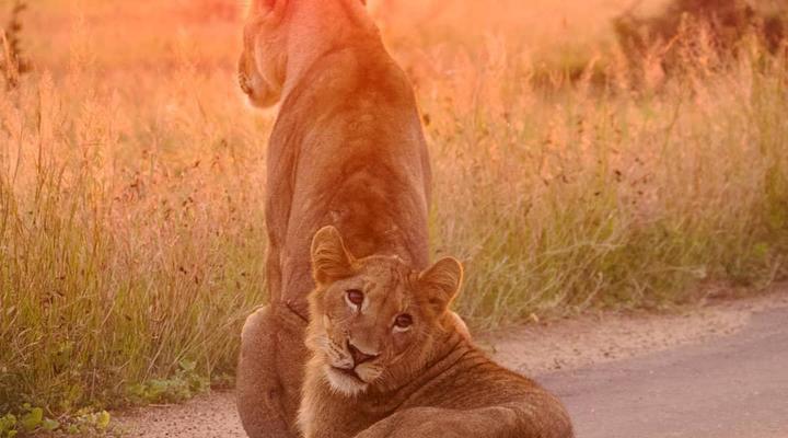 Cape to Kruger Park Safari in 15 days