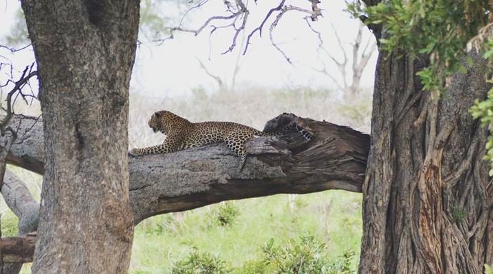 Cape to Kruger Park Safari in 15 days