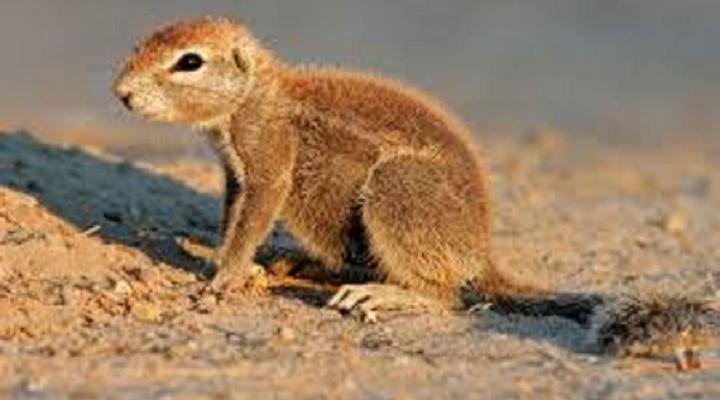 Quiver Tree Guest House