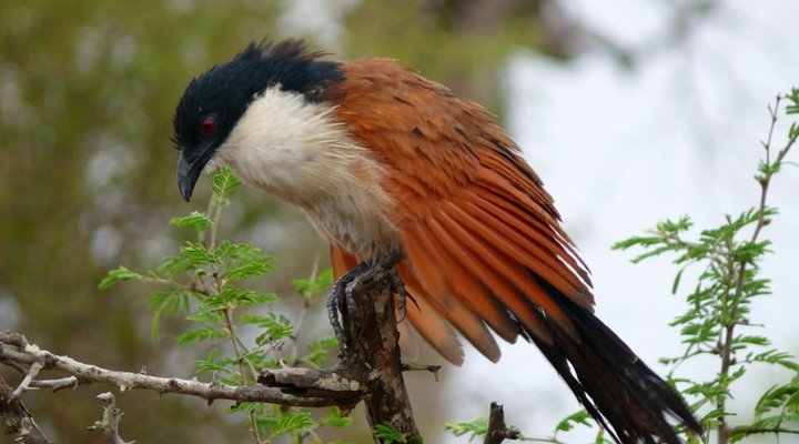Dinonyane Bush Lodge