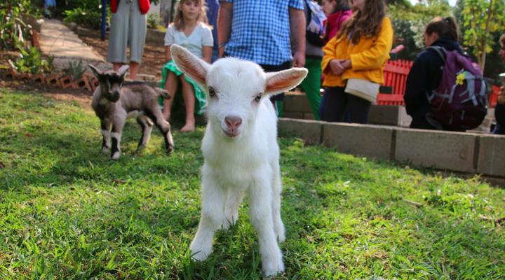 Cheese Farm and Lodge
