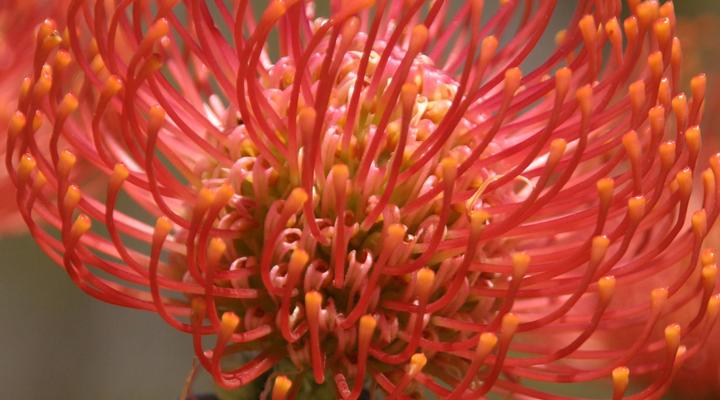 Pringle Bay– Cute Cottage ( Dog friendly and wifi )