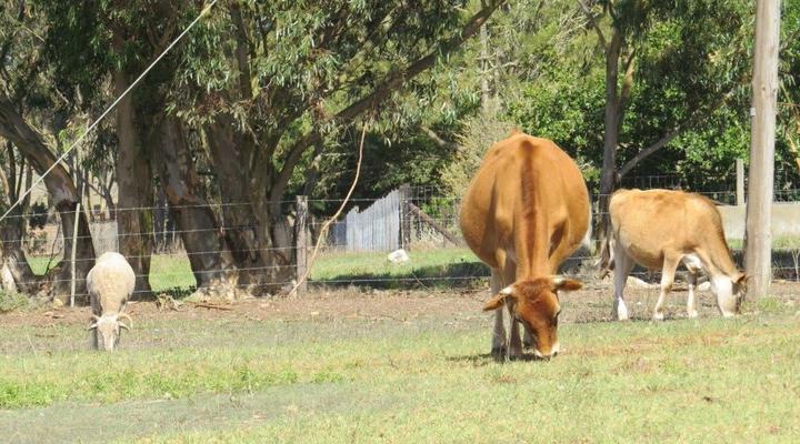 Badenhuis Rustic Farmhouse
