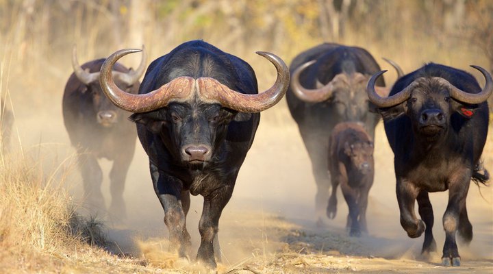 Itemoga Wildlife Reserve