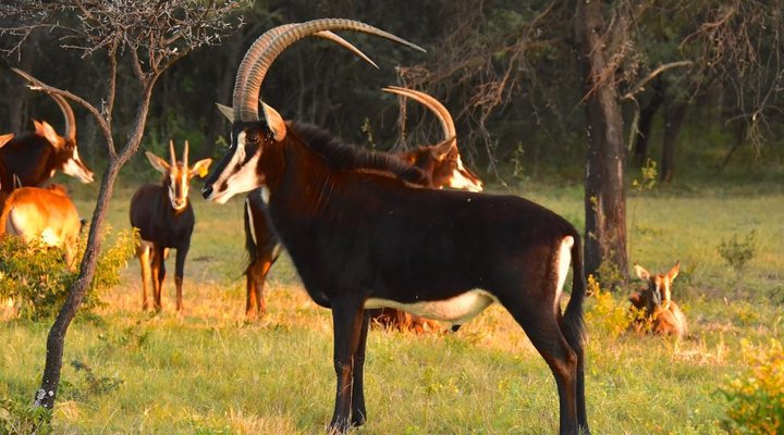 Itemoga Wildlife Reserve