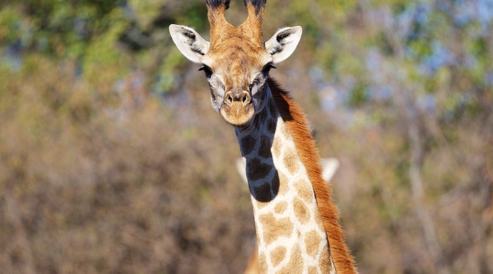 Itemoga Wildlife Reserve