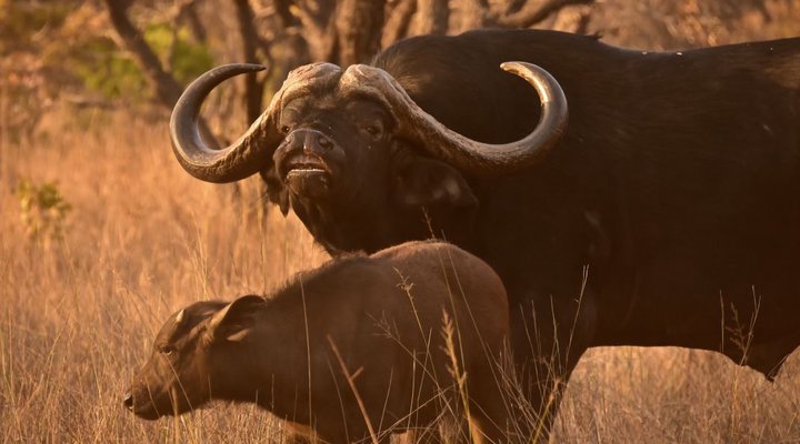 Itemoga Wildlife Reserve