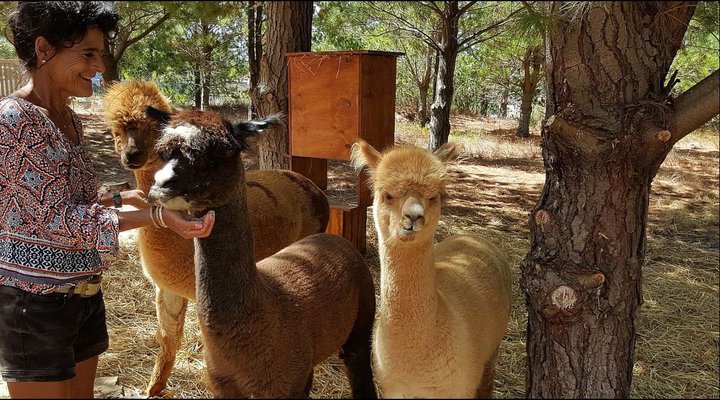 Alpaca Self Catering Cottage