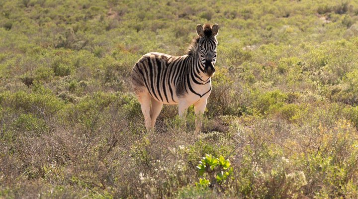 Amathunzi Private Nature Reserve