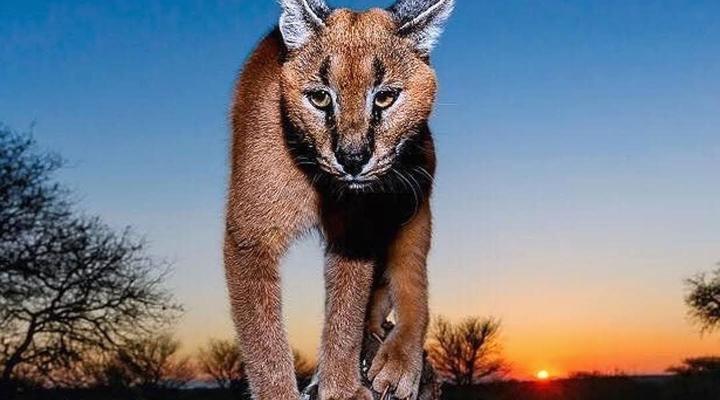 Cape to Kruger Park Safari in 15 days