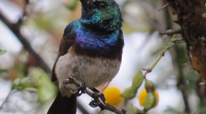 Suite at Raptor's Lodge