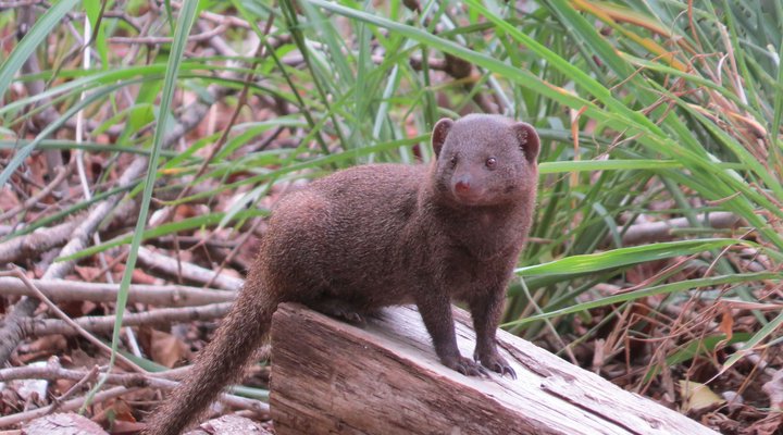 Suite at Raptor's Lodge