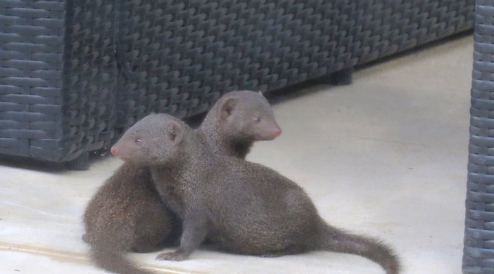 Suite at Raptor's Lodge
