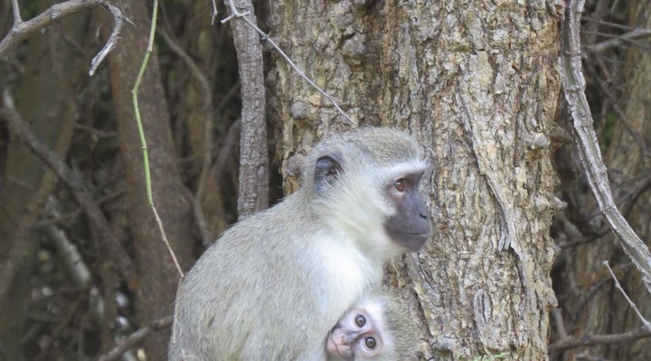 Suite at Raptor's Lodge