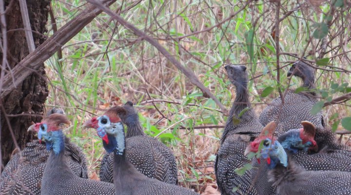 Suite at Raptor's Lodge