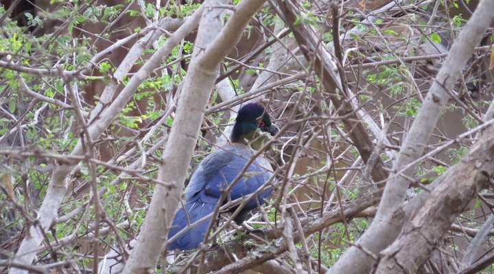 Suite at Raptor's Lodge
