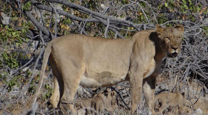 The Best of Namibia Part 1