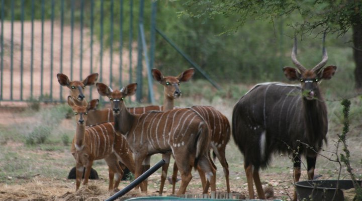 Janala Game Lodge