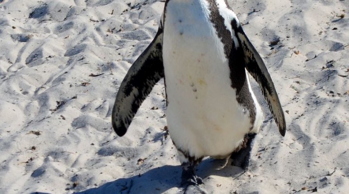 An esCape in the Cape with stupendous views