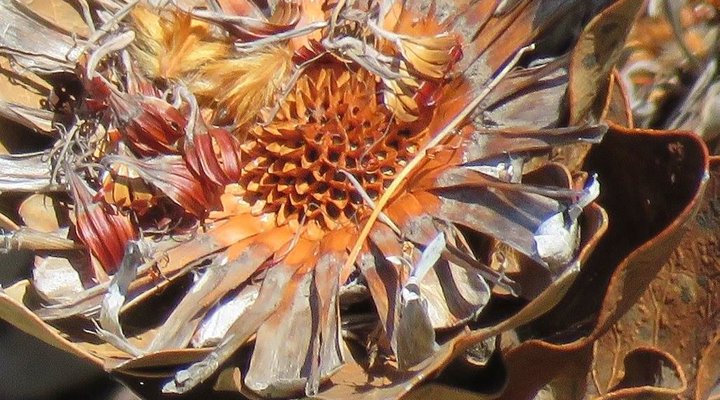 The Arch Betty's Bay