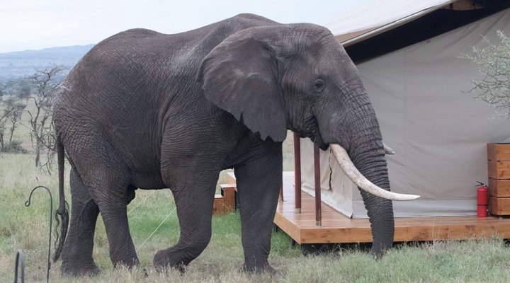 Siringit Serengeti Camp