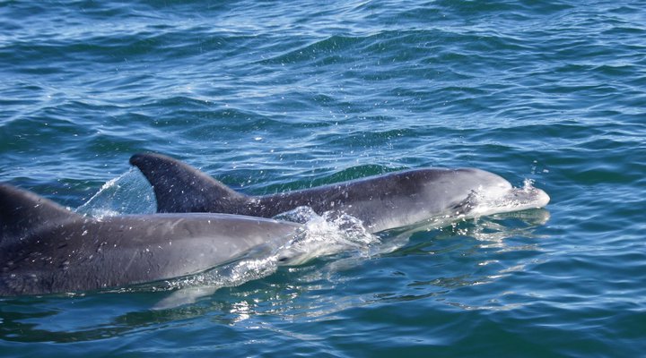Moonstruck on Pringle Bay