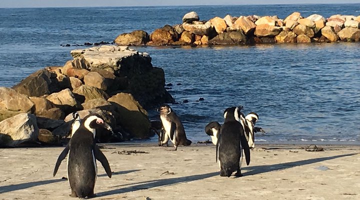 Moonstruck on Pringle Bay