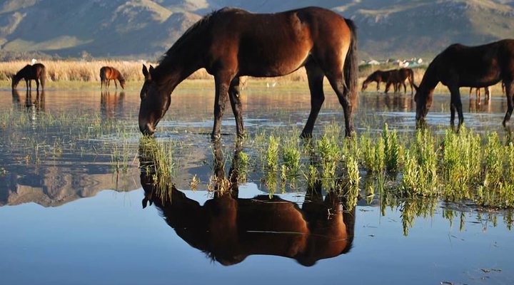 Moonstruck on Pringle Bay