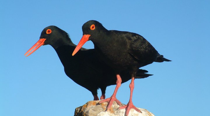 Moonstruck on Pringle Bay