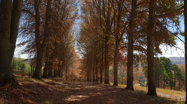 Coleford Lodge Underberg