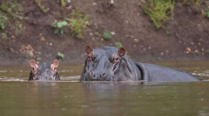 Wami River Bush Retreat (Kisampa)