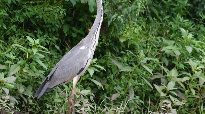 Wami River Bush Retreat (Kisampa)