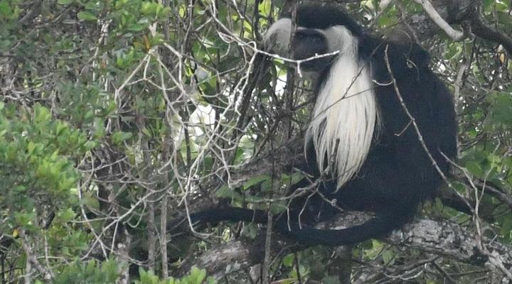 Wami River Bush Retreat (Kisampa)